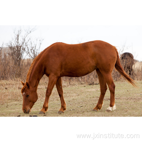 Pregnant Mare Urine Wholesale